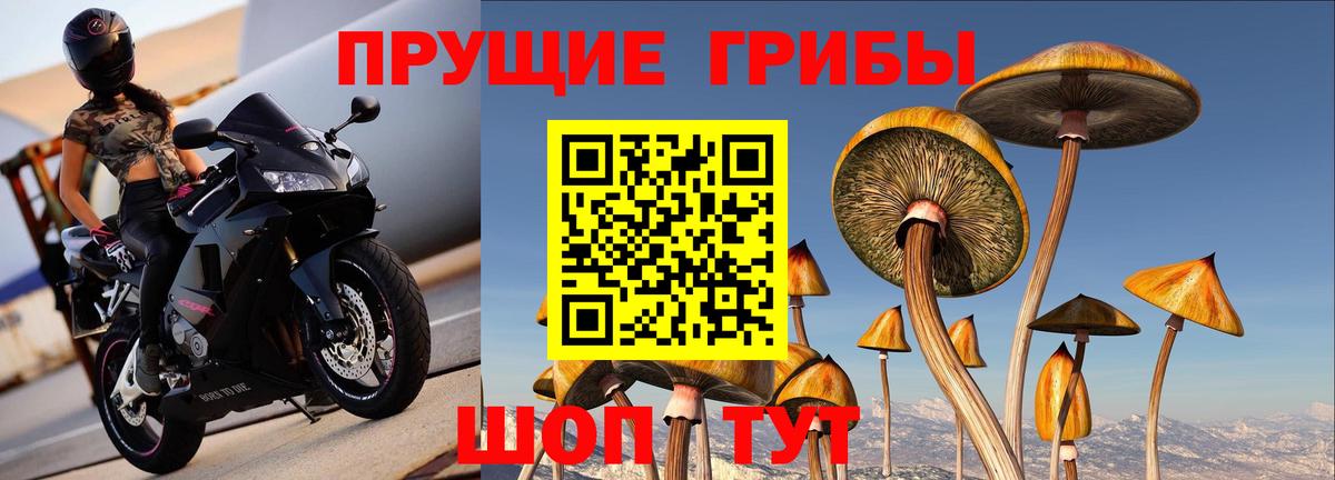 Псилоцибиновые грибы Cubensis  Вход с VPN  Черняховск 